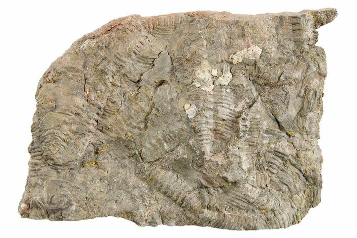 Ordovician Trilobite Mortality Plate - Tafraoute, Morocco #254782